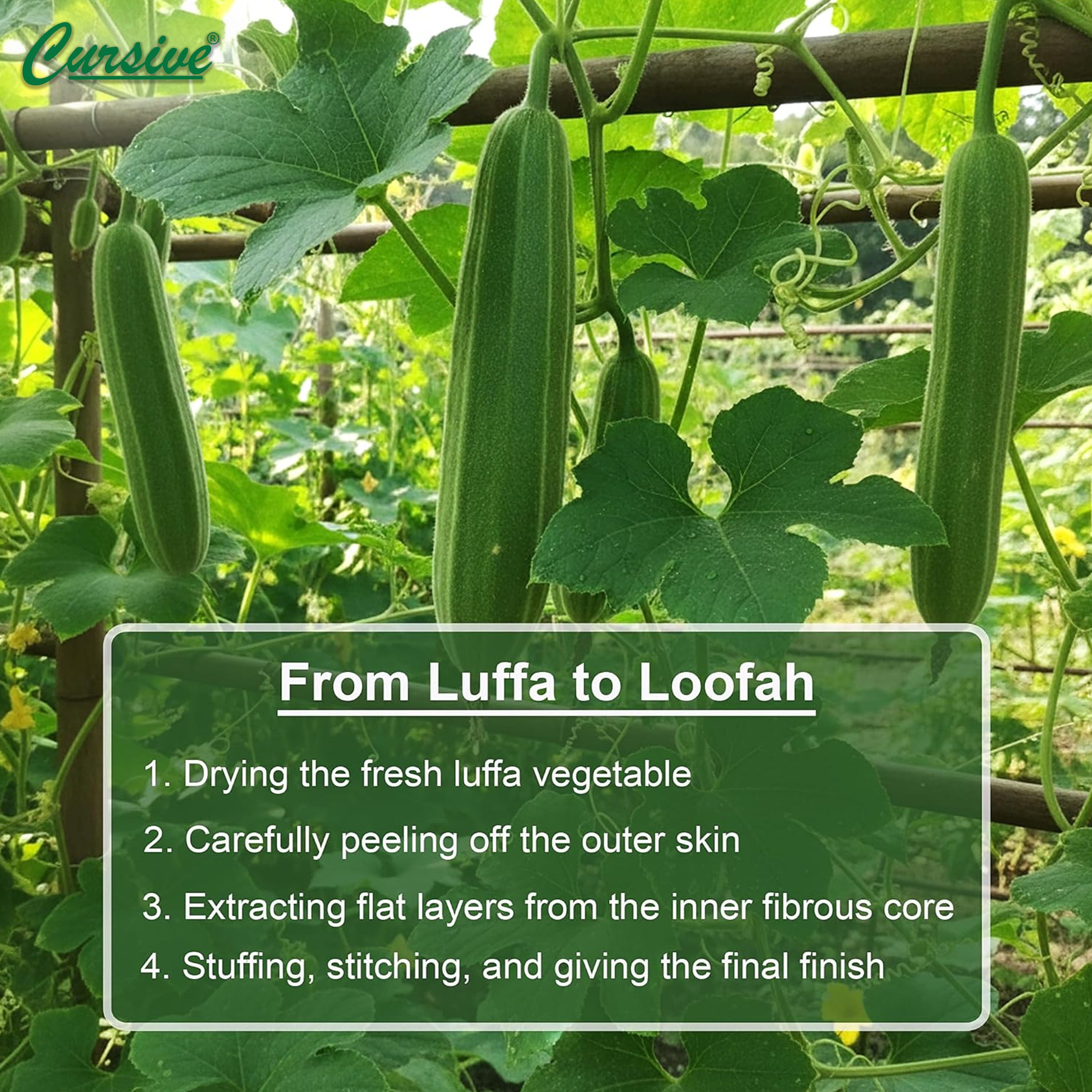 Loofah Bath Sponge Oval Shaped Scrubber